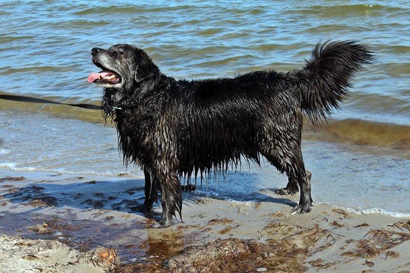 Blanding af racer Balto - 17. Juni 2013  billede 15