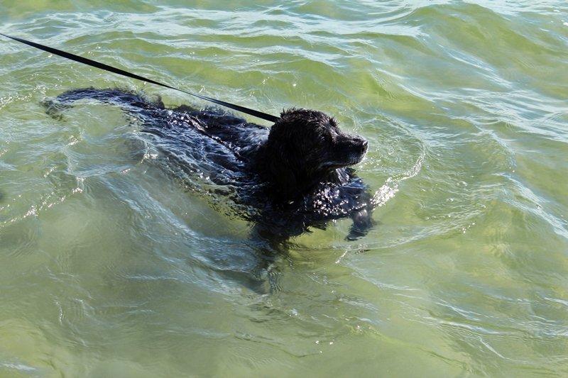 Blanding af racer Balto - 17. Juni 2013  billede 14