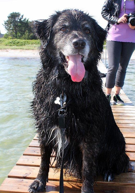 Blanding af racer Balto - 17.juni 2013  billede 16