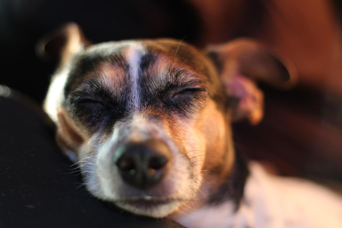 Dansk svensk gaardhund Mini . - <3 billede 20