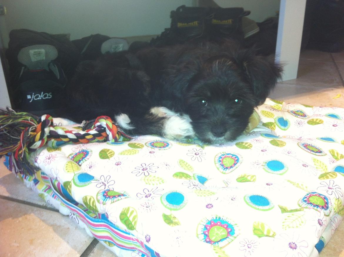 Blanding af racer Bella billede 7