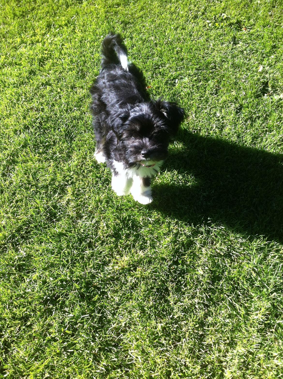 Blanding af racer Bella billede 8