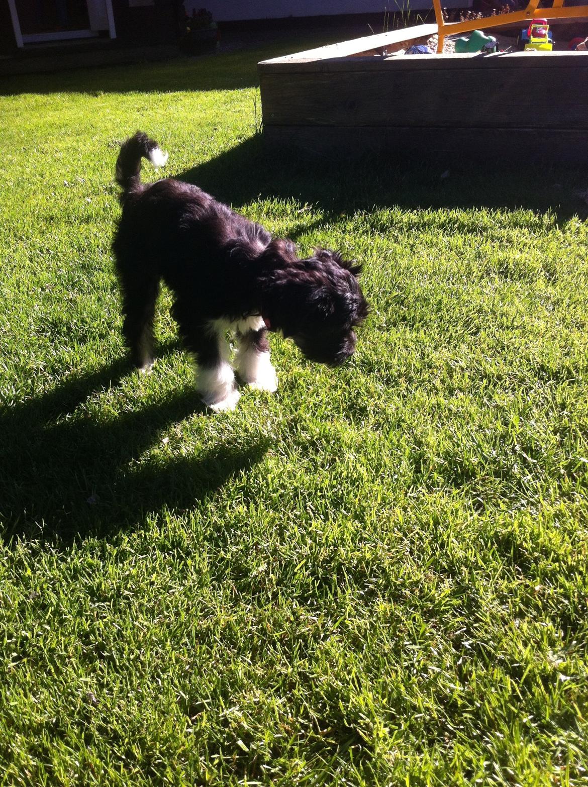 Blanding af racer Bella billede 9