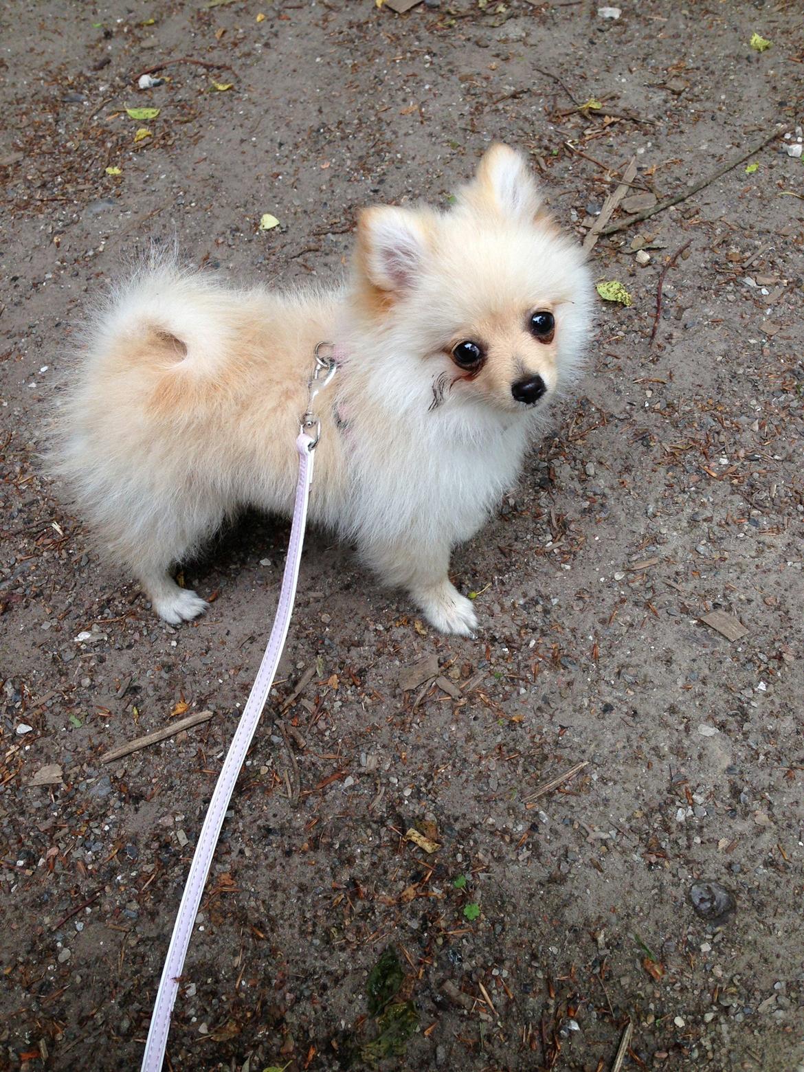 Pomeranian Bella - Man bliver så beskidt af, at være i hundeskoven!  billede 9