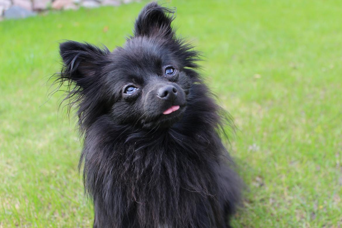 Pomeranian Louis billede 1