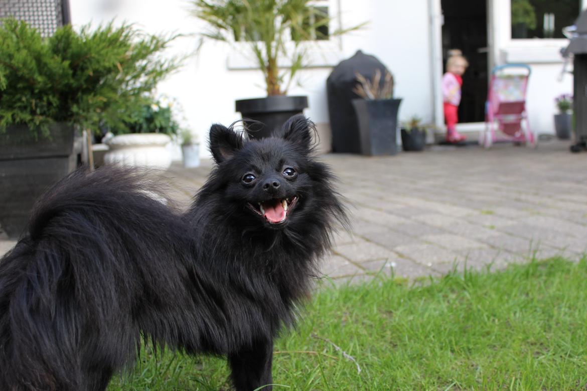 Pomeranian Louis billede 5