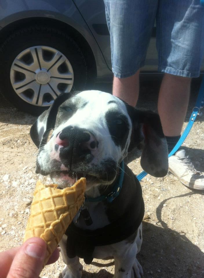 Grand danois Bundi - nom nom nom nom! jeg ELSKER bare softice! men min mor siger jeg ikke har godt af det!  dejligt at far kan lokkes med mine store, våde, blå hundeøjne billede 13