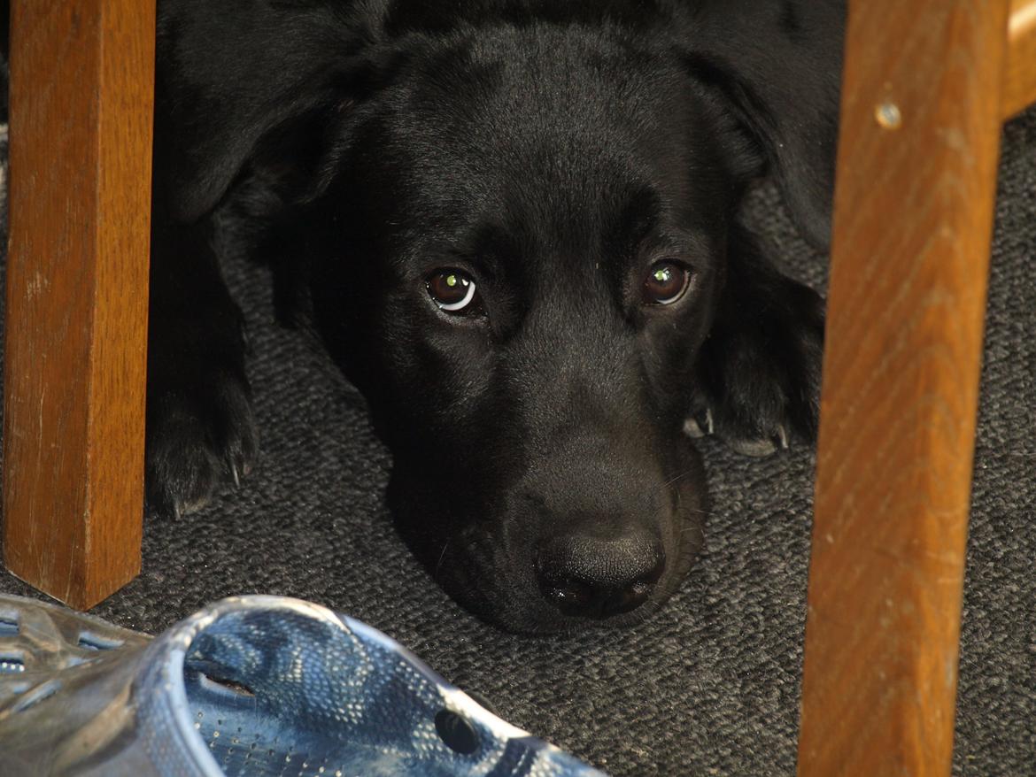 Blanding af racer Anton billede 2