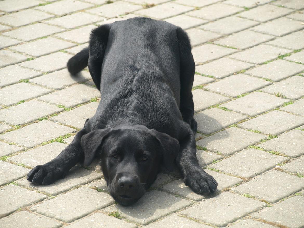 Blanding af racer Anton billede 3