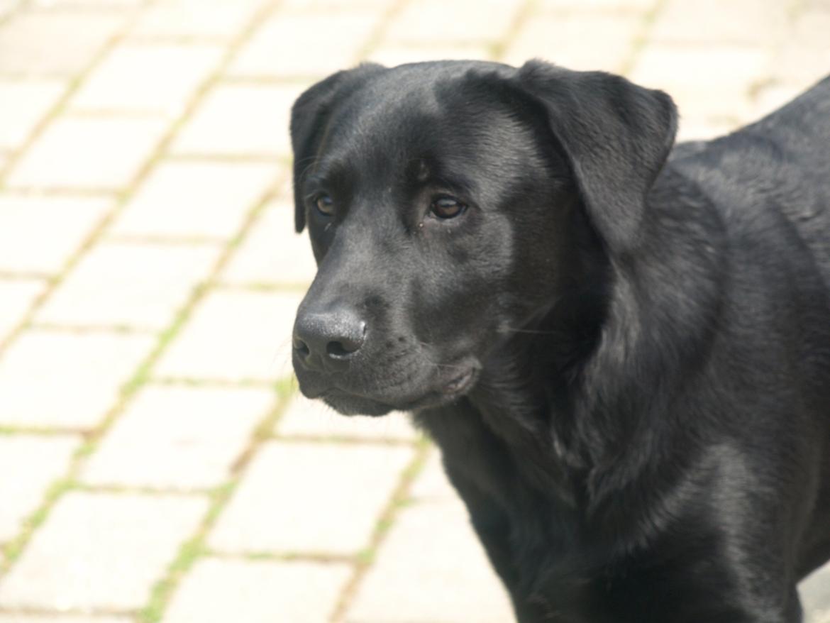 Blanding af racer Anton billede 1