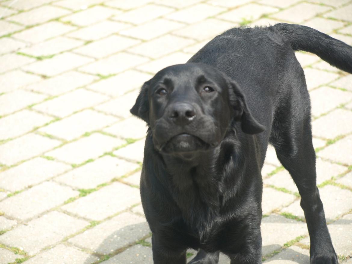 Blanding af racer Anton billede 6