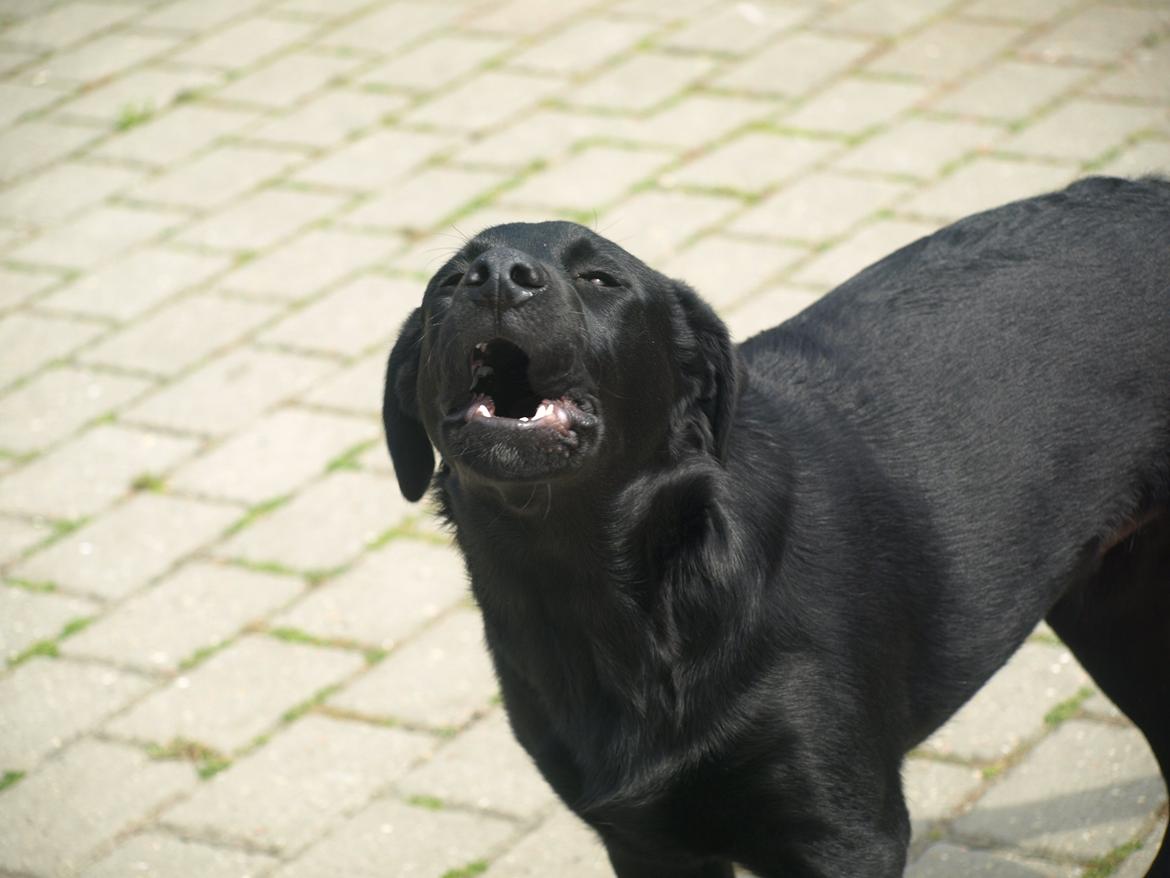 Blanding af racer Anton billede 7