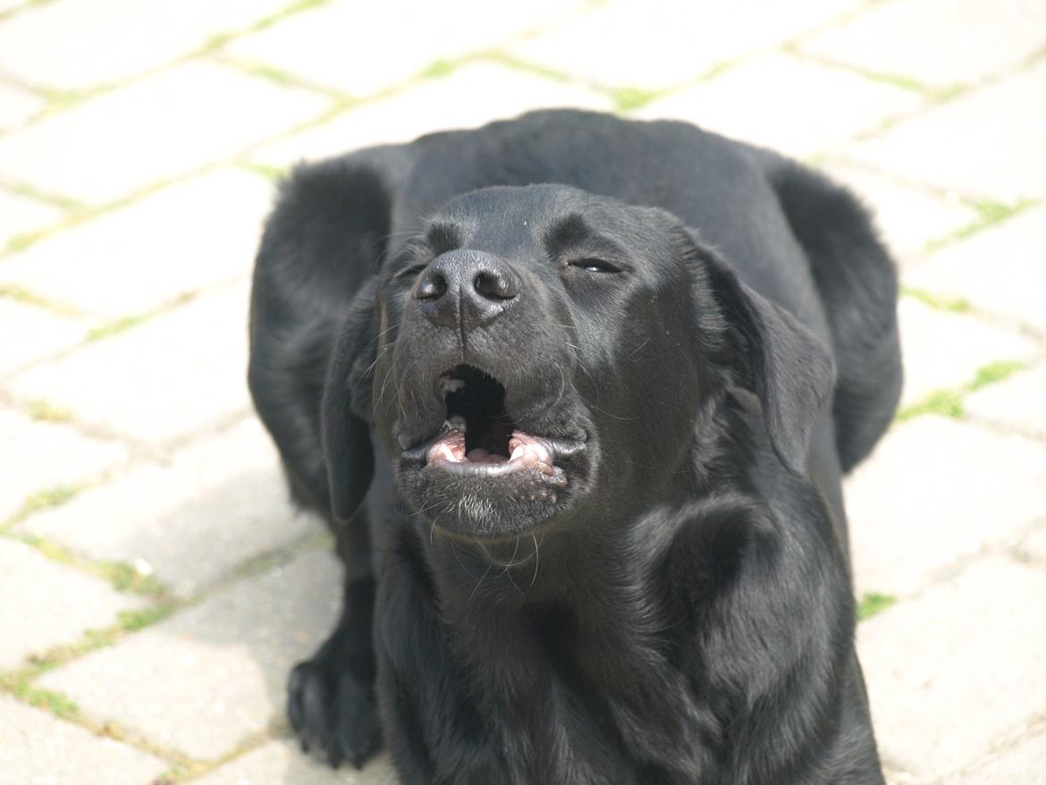 Blanding af racer Anton billede 11