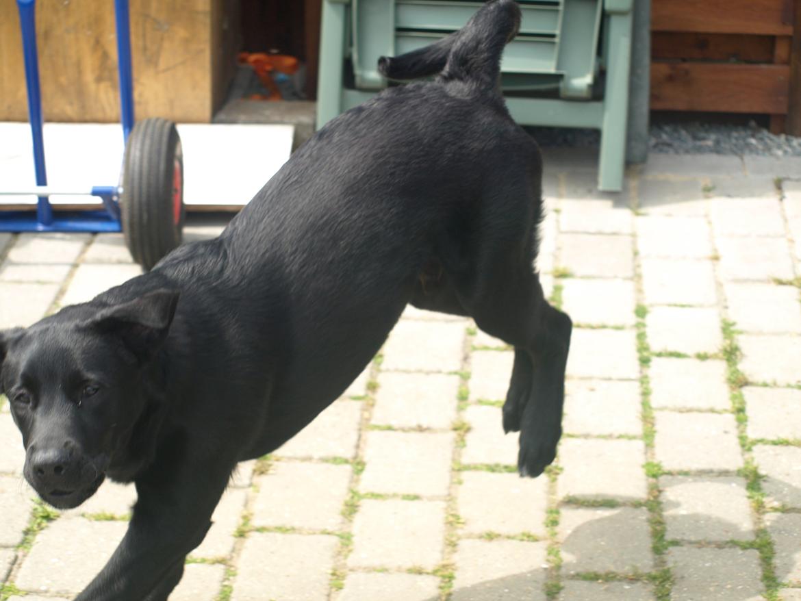 Blanding af racer Anton billede 8