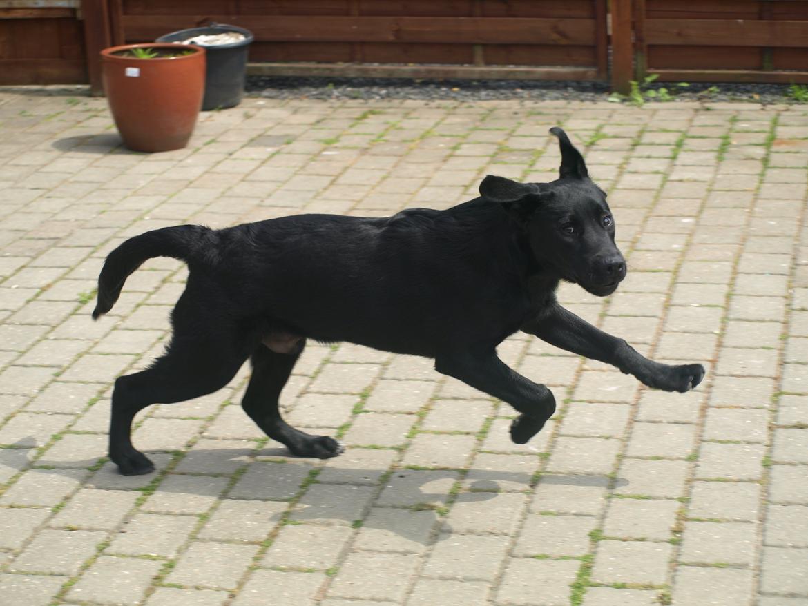 Blanding af racer Anton billede 4