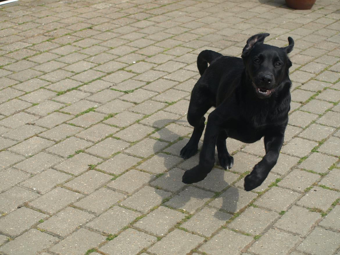 Blanding af racer Anton billede 9