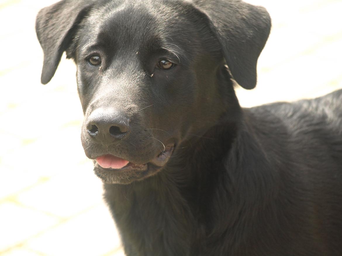 Blanding af racer Anton billede 5