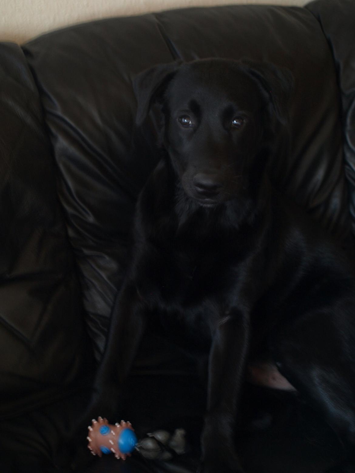 Blanding af racer Anton billede 10