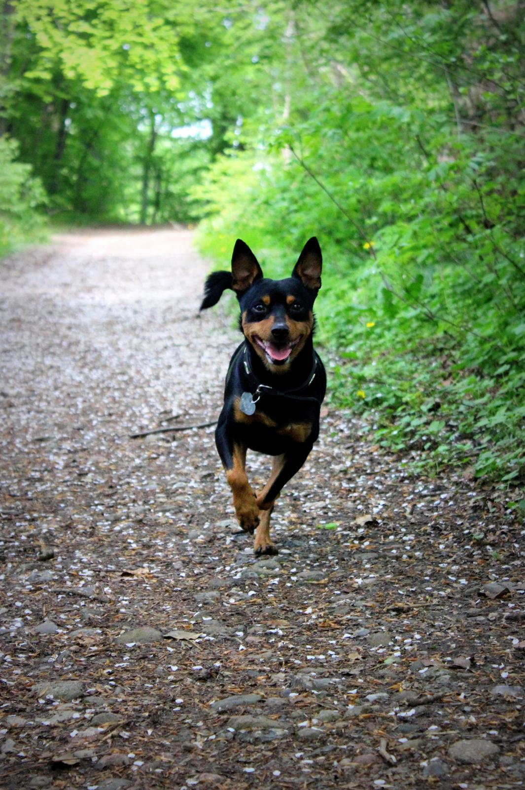 Dvaergpinscher Chico - 18. maj 2013 billede 18
