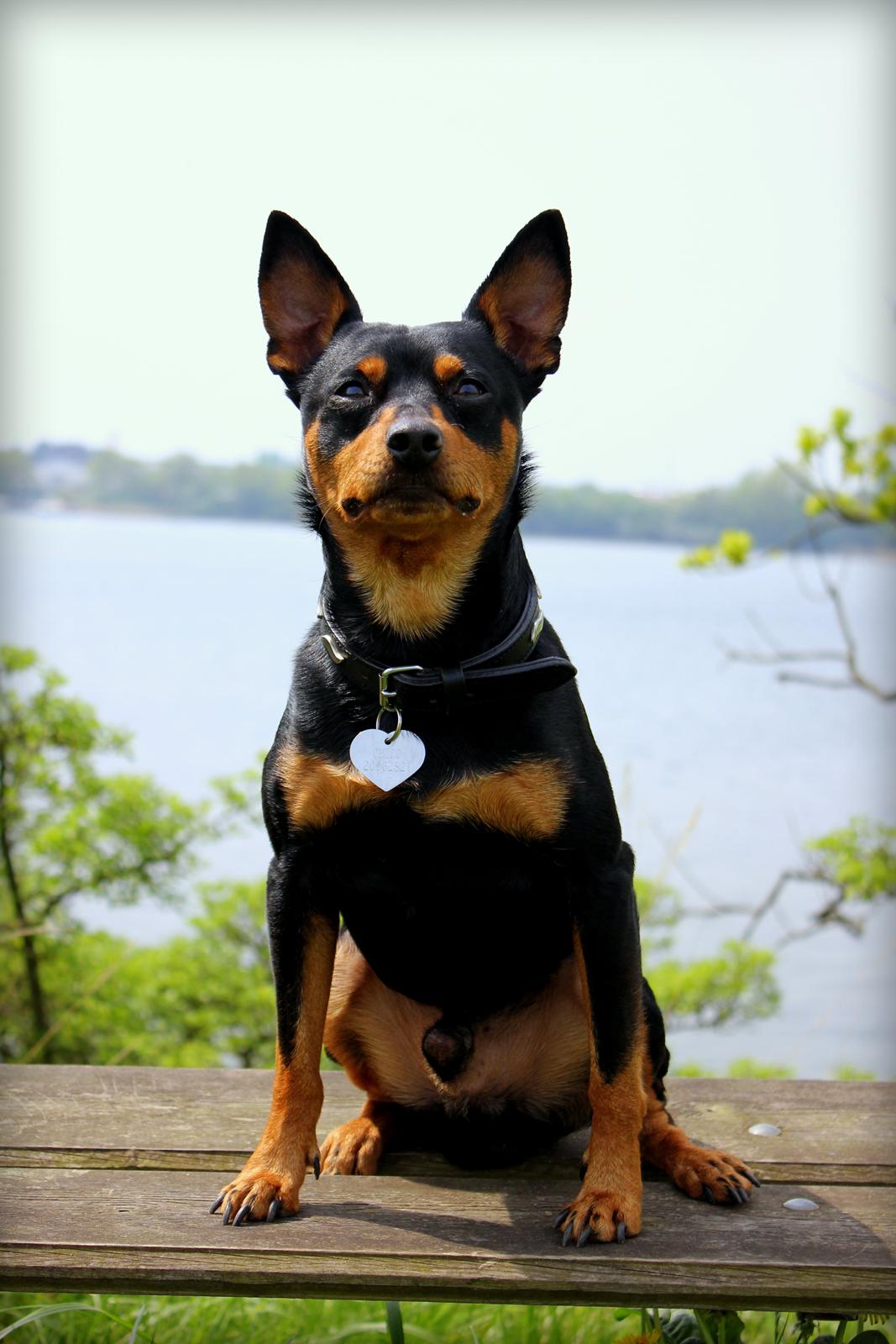 Dvaergpinscher Chico - 18. maj 2013 billede 1