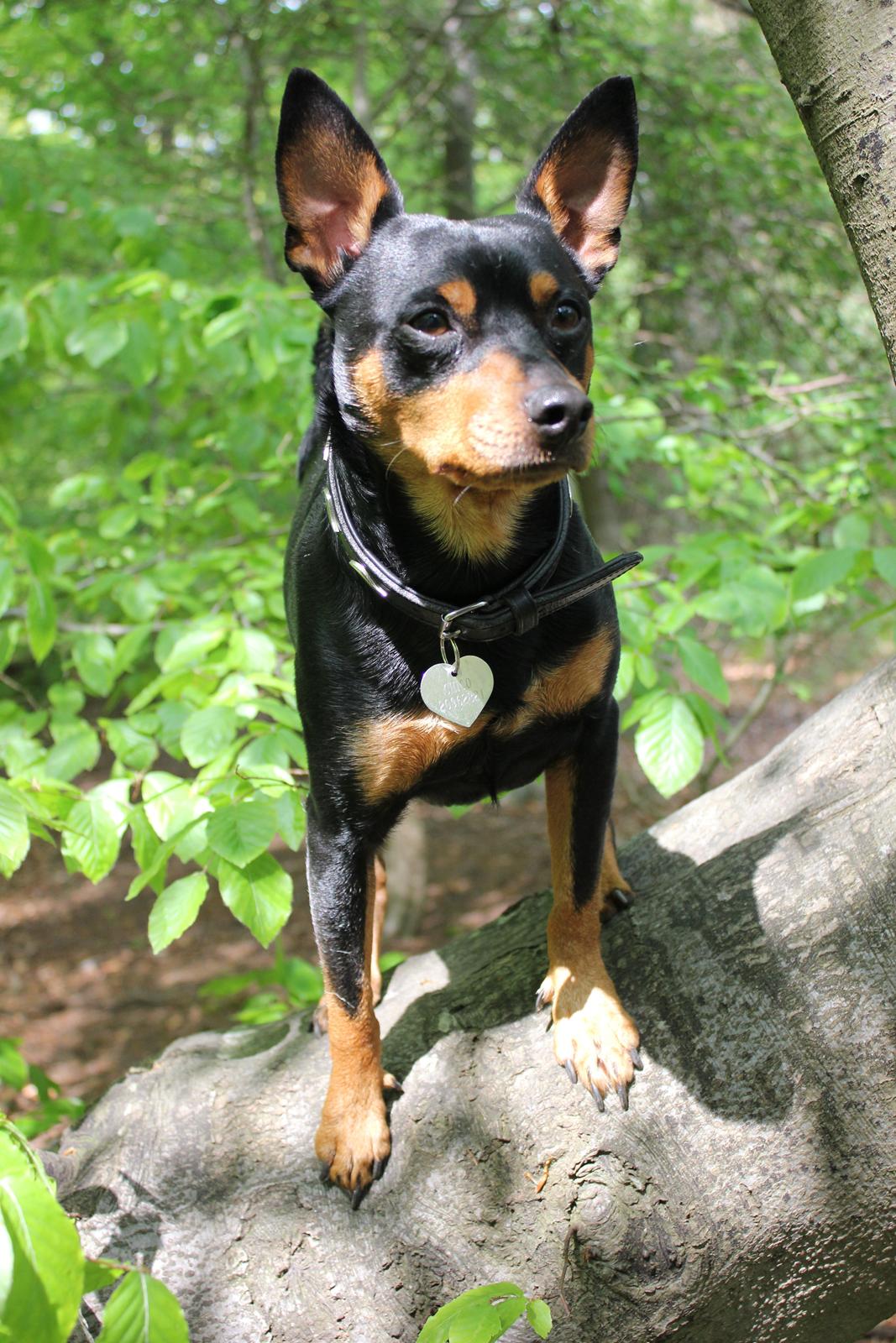 Dvaergpinscher Chico - 18. maj 2013 billede 19