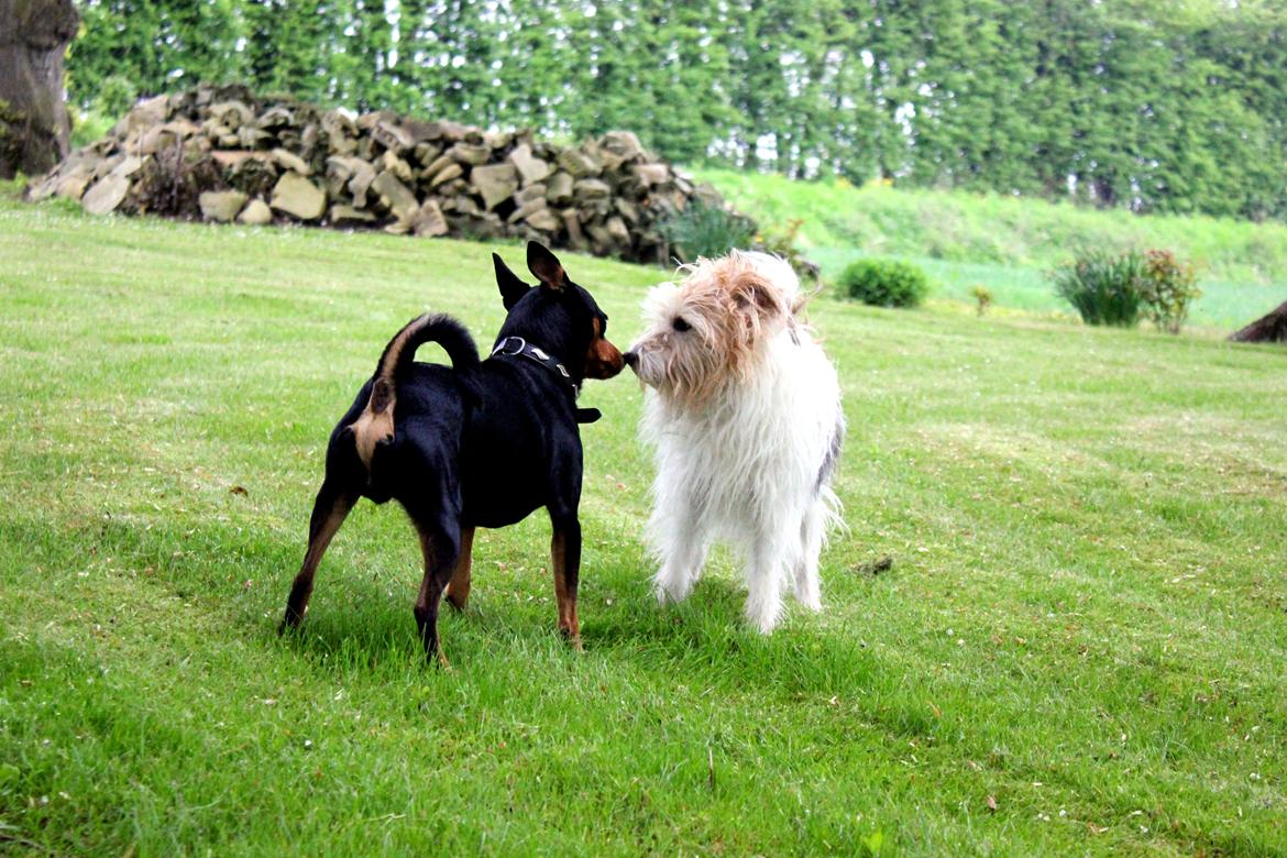 Dvaergpinscher Chico - Chico og Rico 21. maj 2013 billede 20