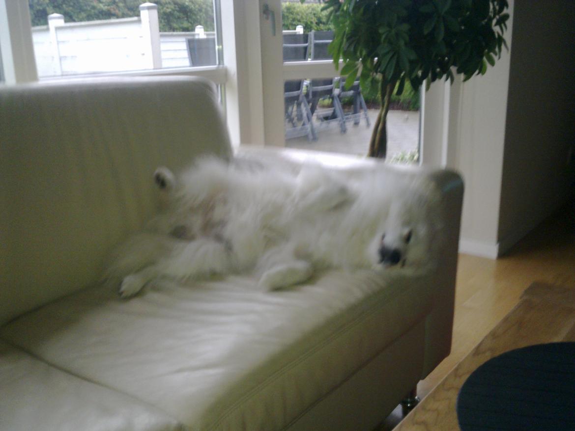 Japansk spids Mikki - Lille Miks der hygger :-D billede 1