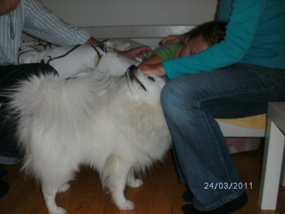 Japansk spids Mikki - Dejlige Mikki<3 billede 2