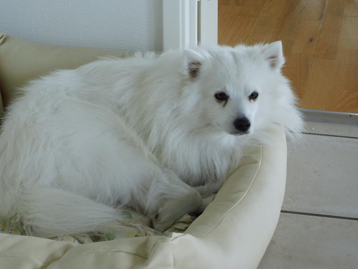 Japansk spids Mikki - Hva´ så de´r Miks!? billede 3