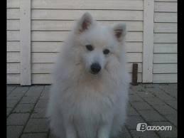 Japansk spids Mikki - Mikki billede 4