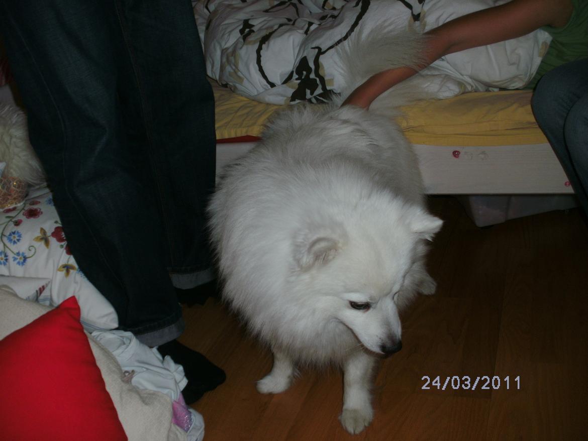 Japansk spids Mikki - Nuuurh!<3 billede 5