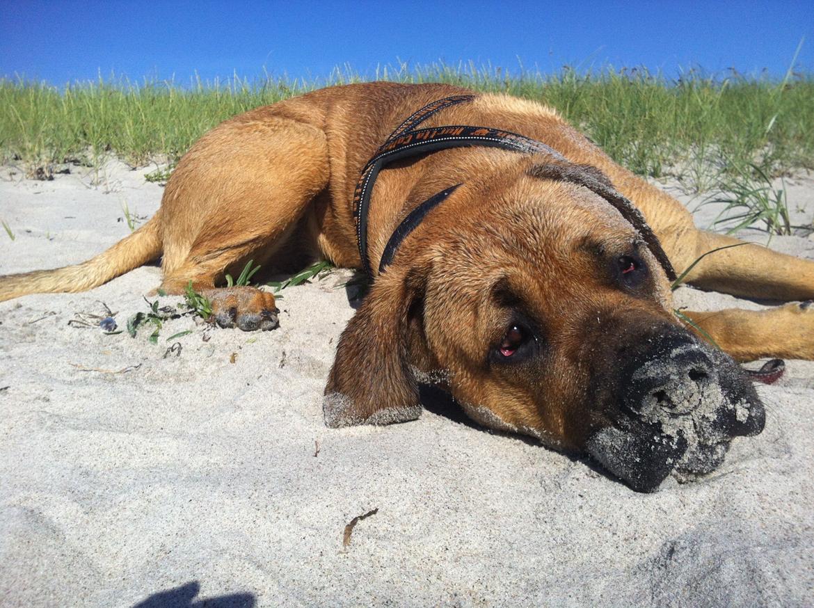 Blanding af racer Tiko ~ himmelhund 14/7-12 - 22/2-19 - Juni 2013 billede 2