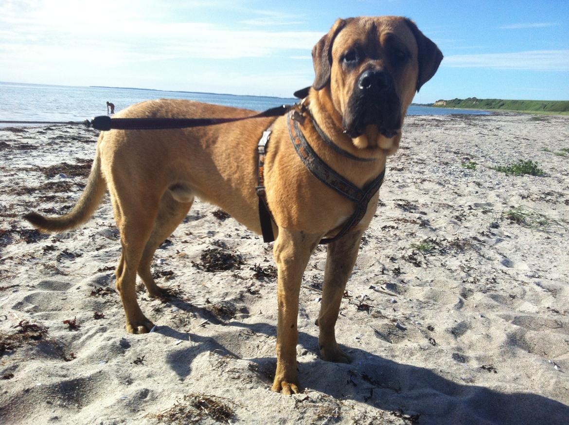 Blanding af racer Tiko ~ himmelhund 14/7-12 - 22/2-19 - Juni 2013 billede 3