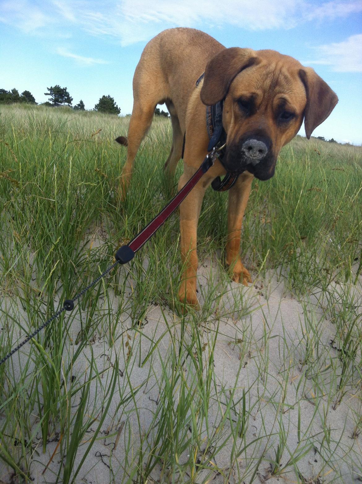 Blanding af racer Tiko ~ himmelhund 14/7-12 - 22/2-19 - Juni 2013
Gris? Hvor! jeg kan ikke se nogen gris...  billede 7