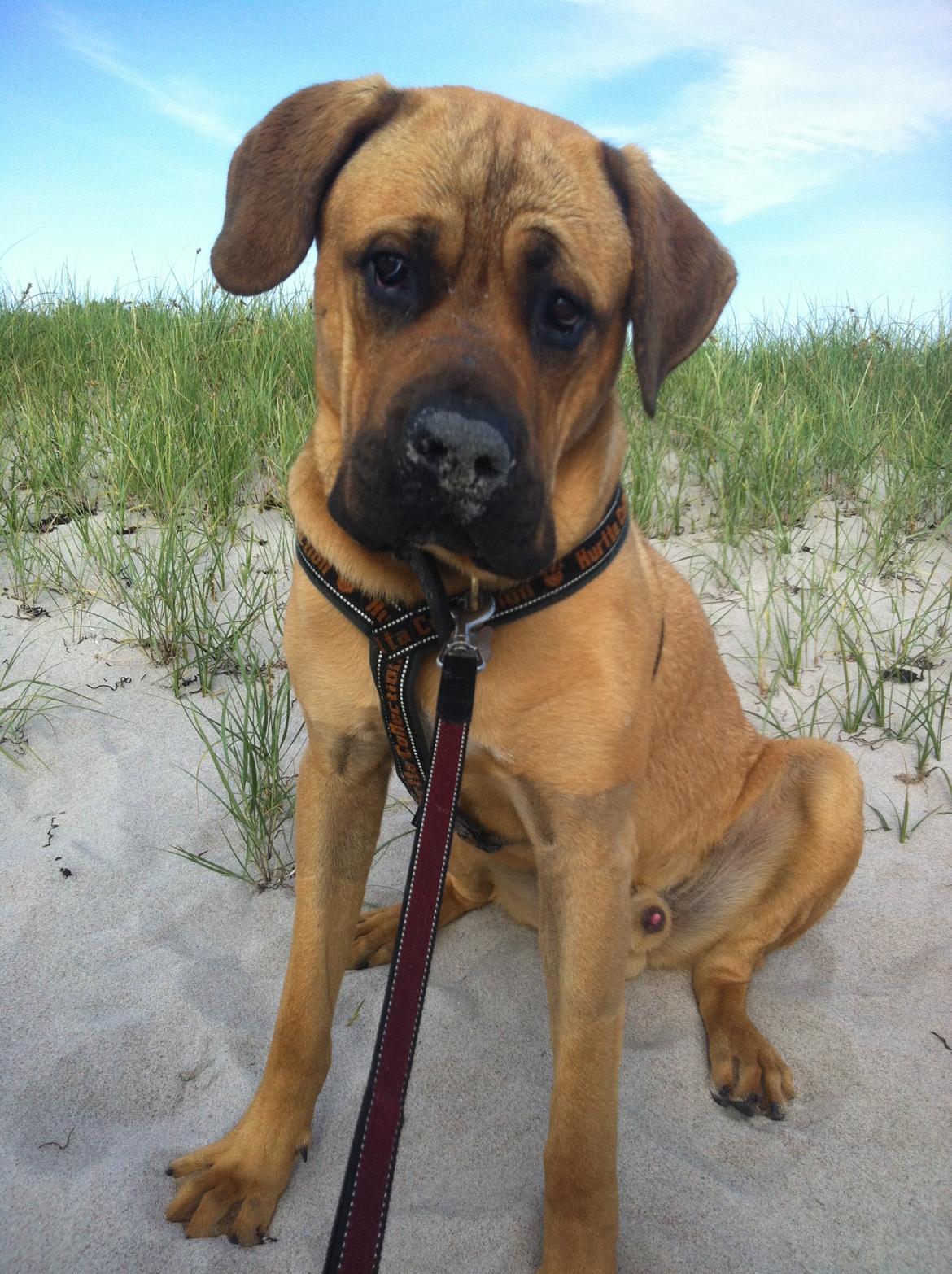 Blanding af racer Tiko ~ himmelhund 14/7-12 - 22/2-19 - Juni 2013 billede 5