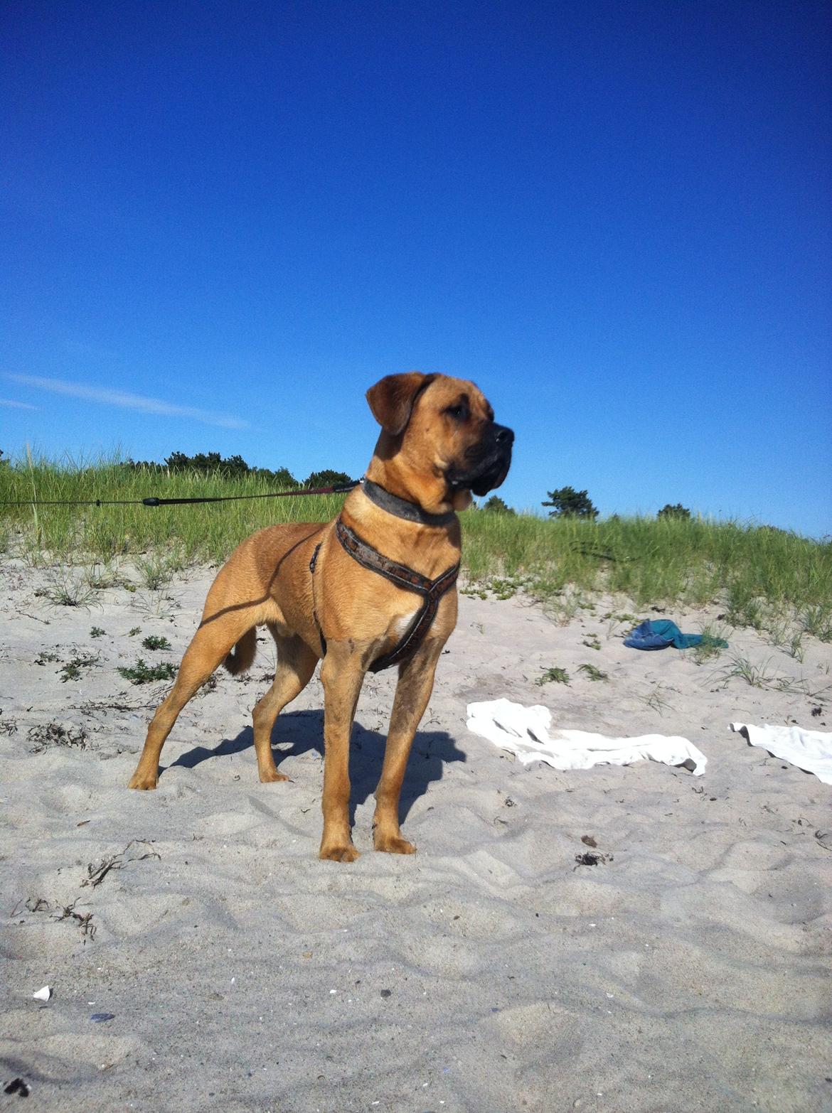 Blanding af racer Tiko ~ himmelhund 14/7-12 - 22/2-19 - Juni 2013 billede 4