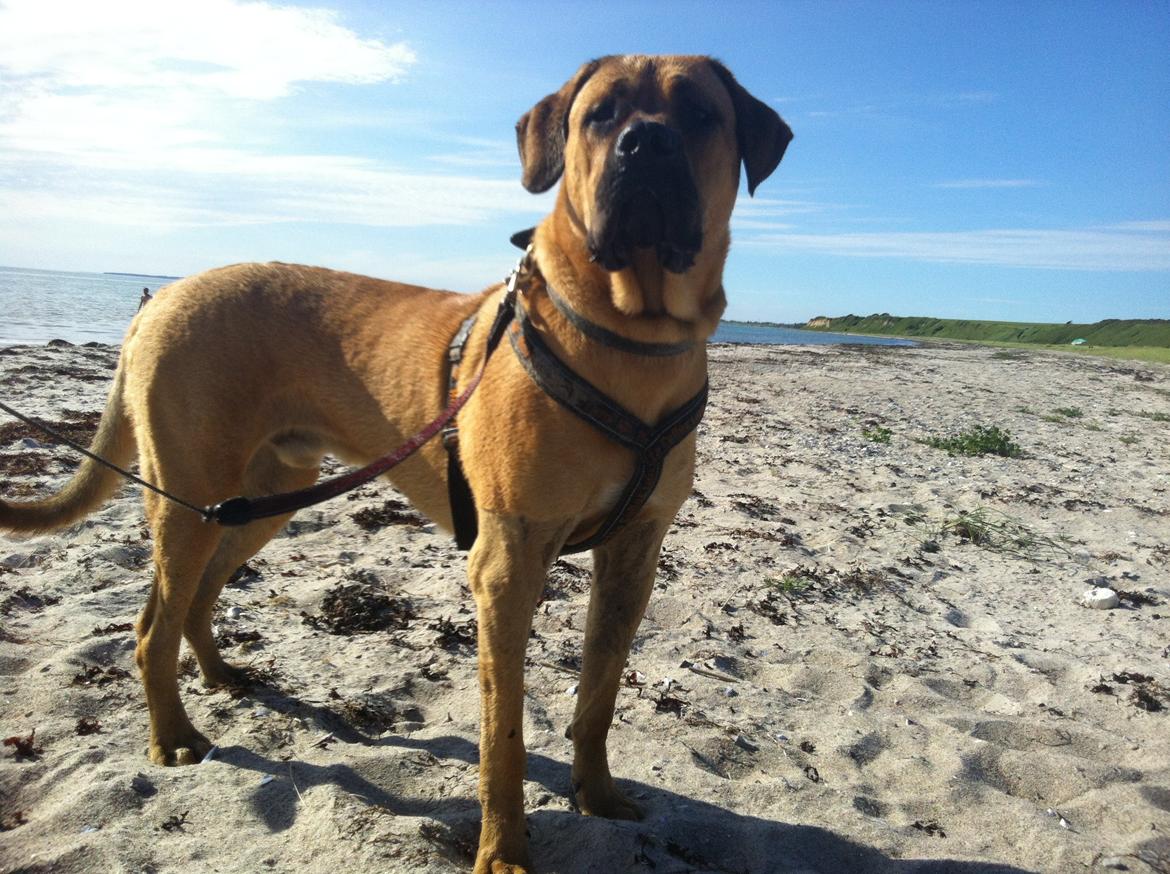 Blanding af racer Tiko ~ himmelhund 14/7-12 - 22/2-19 - Juni 2013 billede 6