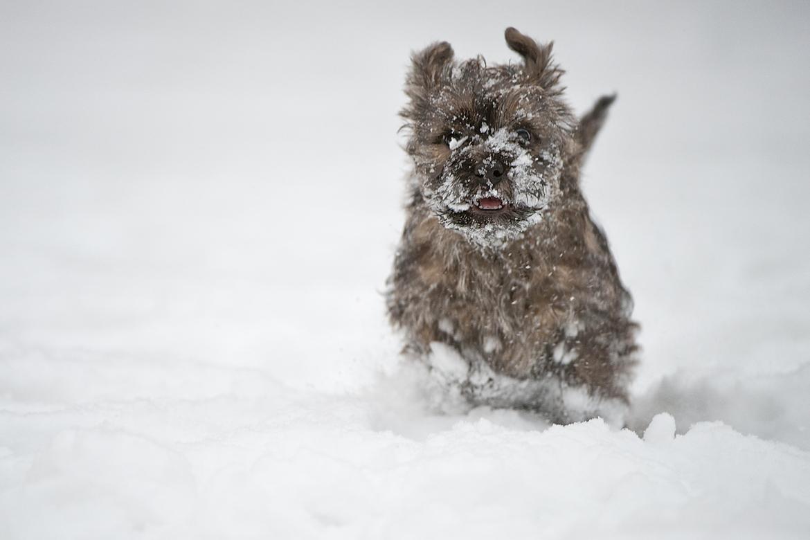 Cairn terrier Citta - Weeeee! meget ung tumling i sneen billede 19
