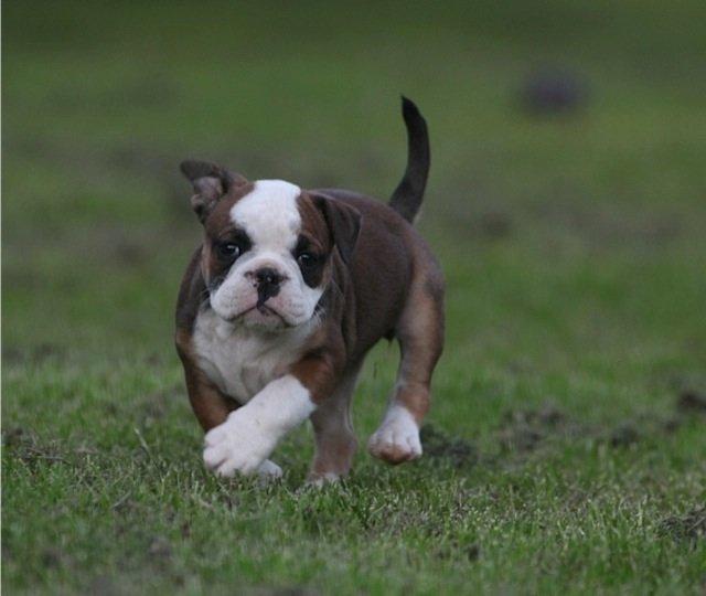 Olde english bulldogge Østergaard's Lilli billede 4