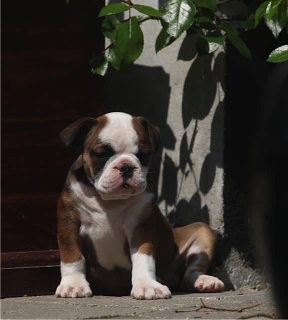Olde english bulldogge Østergaard's Lilli billede 5