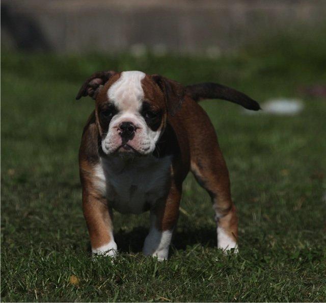 Olde english bulldogge Østergaard's Lilli billede 6