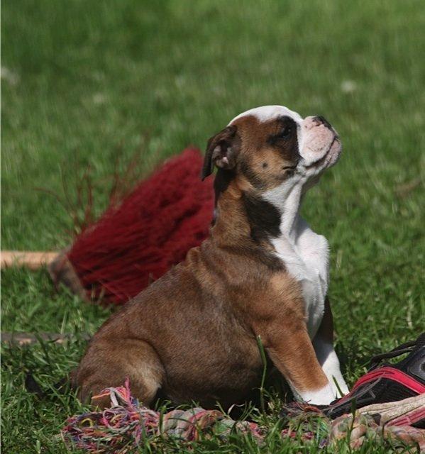 Olde english bulldogge Østergaard's Lilli billede 7