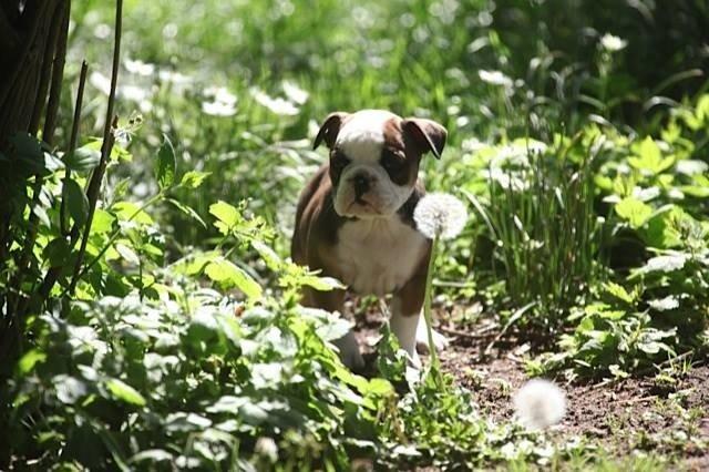 Olde english bulldogge Østergaard's Lilli billede 8