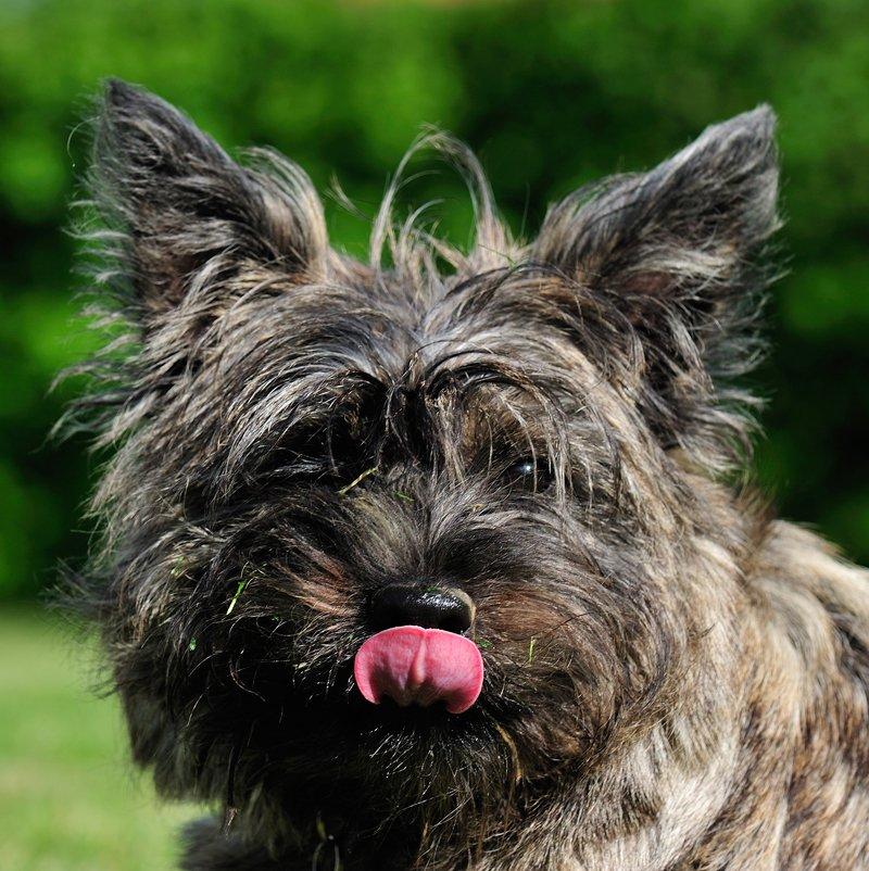 Cairn terrier Citta - Grimling?? 1,5 år billede 24