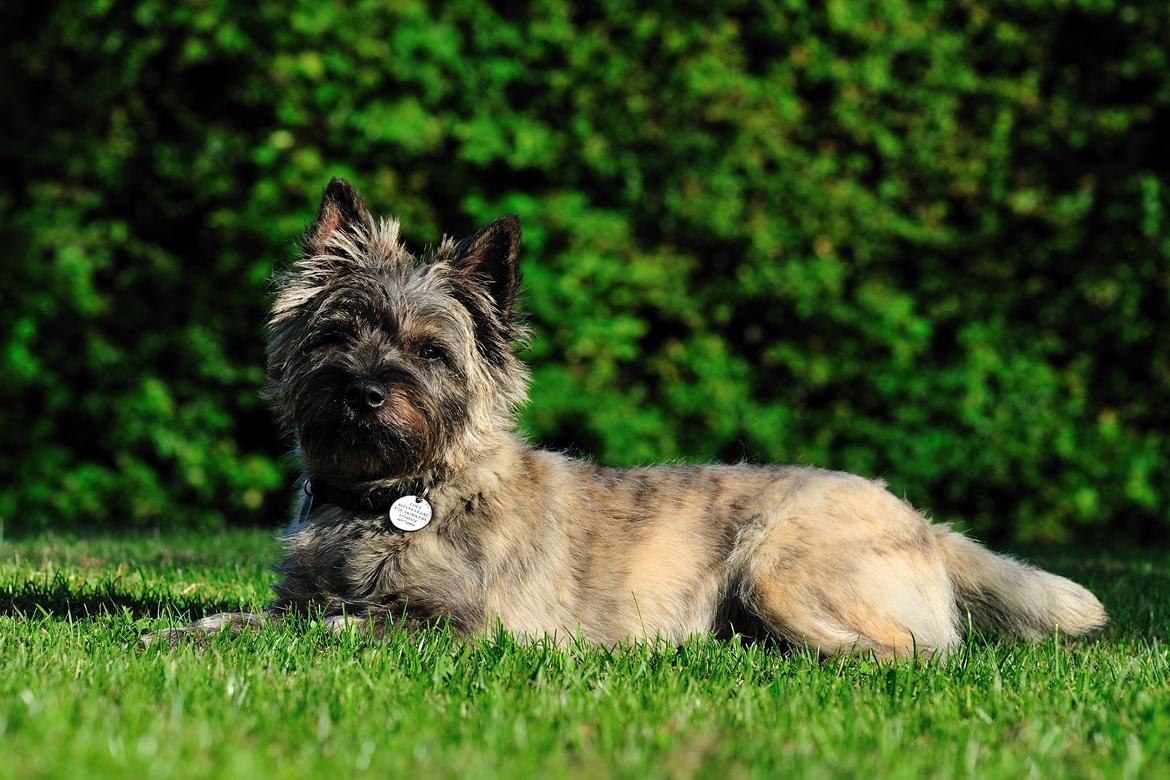 Cairn terrier Citta - den første rigtige trim.. hvor blev parykken af! billede 25