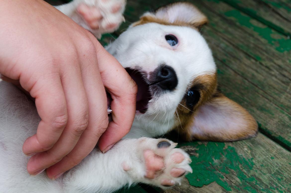 Jack russell terrier Kajsenborg's Jack Sparrow - Priraten 6 uger billede 10