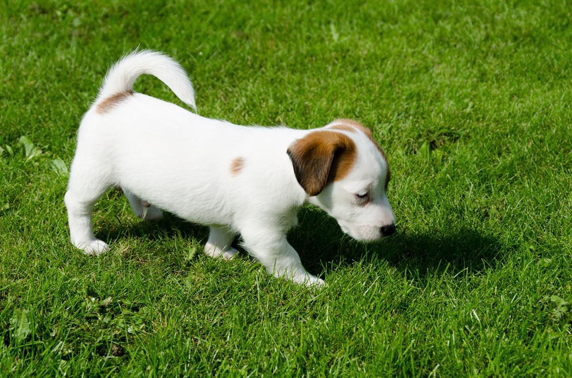 Jack russell terrier Kajsenborg's Jack Sparrow - 6 uger billede 9