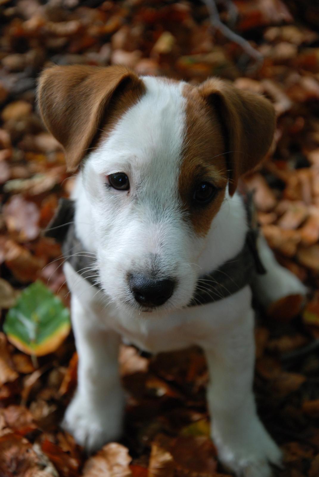 Jack russell terrier Kajsenborg's Jack Sparrow - 3 måneder gammel i søndermarken billede 11