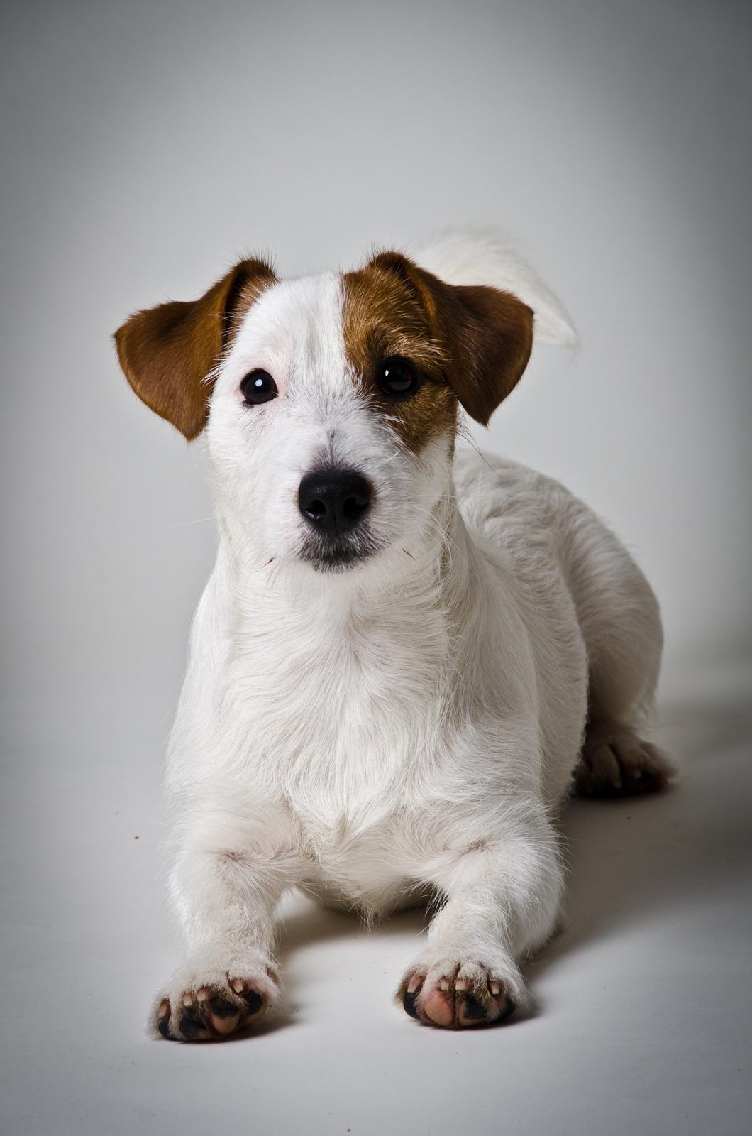 Jack russell terrier Kajsenborg's Jack Sparrow - Ca. 1 år gammel billede 8