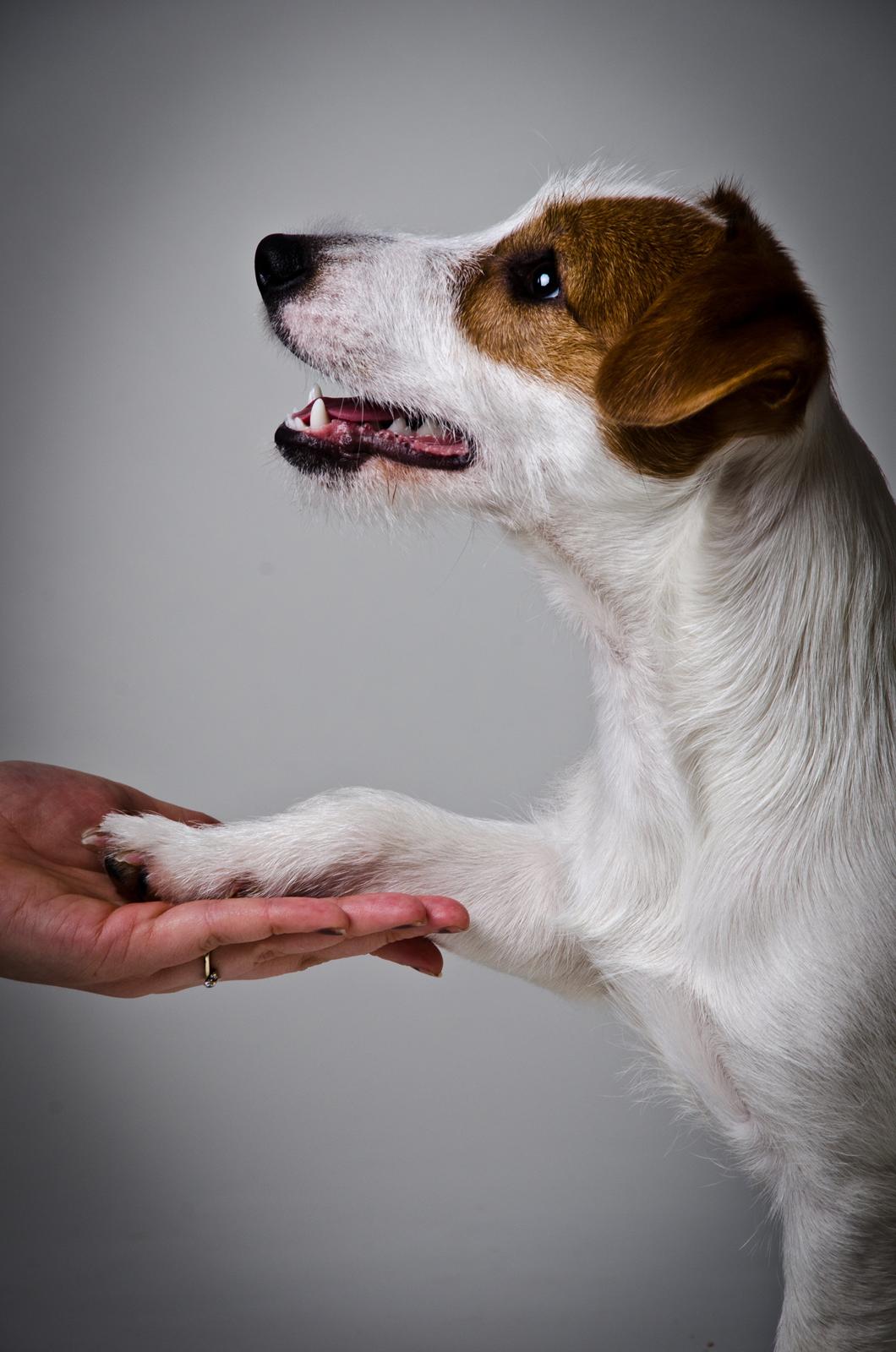 Jack russell terrier Kajsenborg's Jack Sparrow billede 12